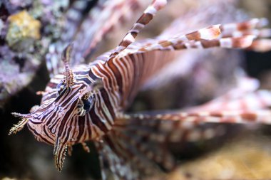 Kırmızı lionfish, zehirli mercan resif balık