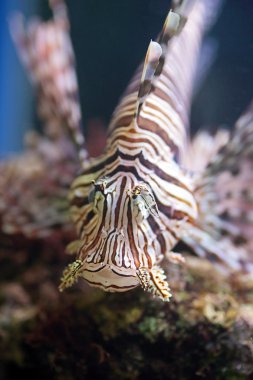 Kırmızı lionfish, zehirli mercan resif balık