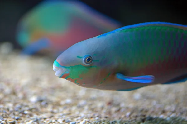 Bunte Papageienfische — Stockfoto
