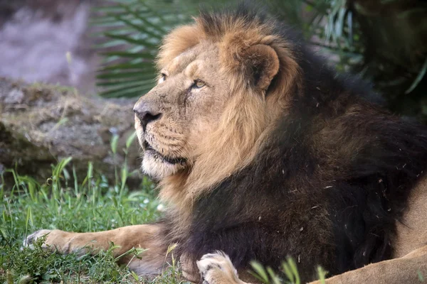 Porträt eines männlichen Löwen (Panthera leo) — Stockfoto