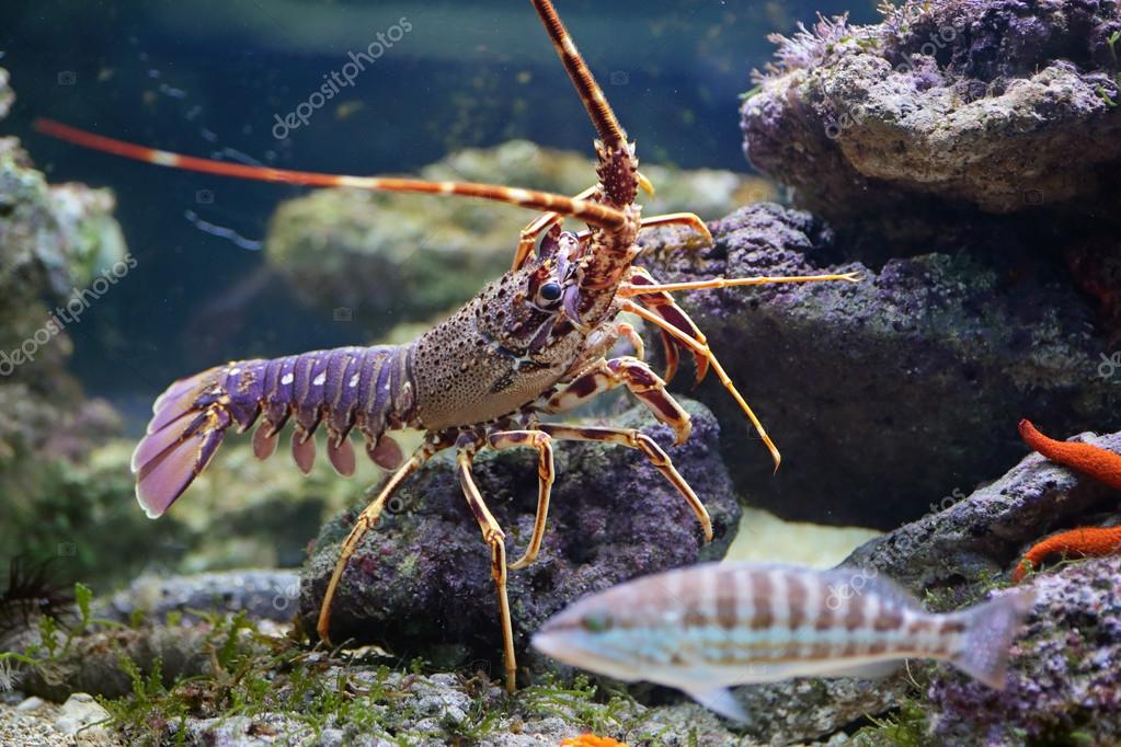 Lobster and fish in aquarium — Stock Photo © MattiaATH 49797819