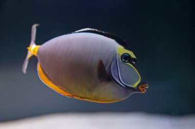 akvaryum içinde zarif unicornfish