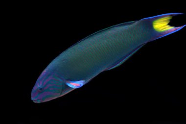 Moon wrasse siyah zemin.