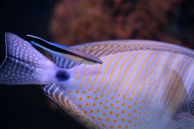 bluestreak temiz wrasse başka bir balık, Kızıldeniz sailfin tang temizliği