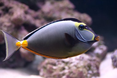 akvaryum içinde zarif unicornfish