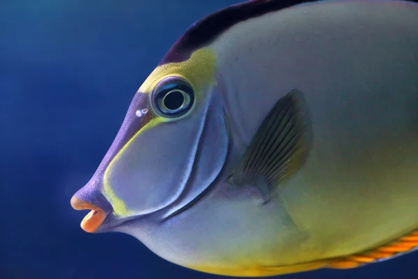 Обличчя елегантної єдинорогової риби — стокове фото