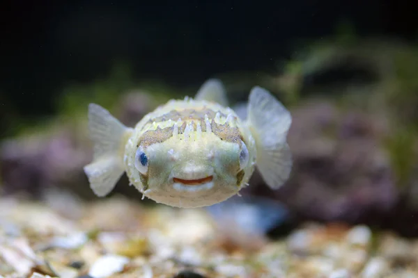 En porcupinefish simning i akvarium — Stockfoto