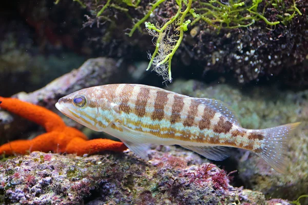 Fish in aquarium — Stock Photo, Image