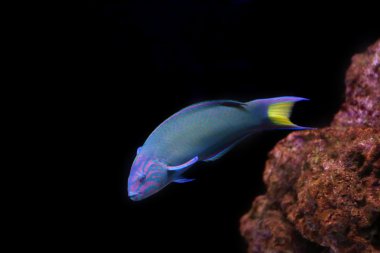 Moon wrasse siyah zemin.