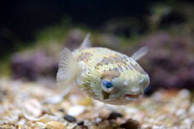 A porcupinefish swimming in aquarium clipart