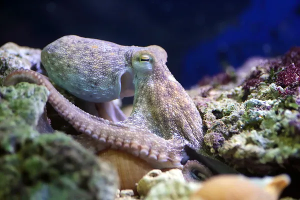 Gemensamma bläckfisk vilar på ett rev — Stockfoto