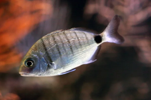 Fish in aquarium — Stock Photo, Image