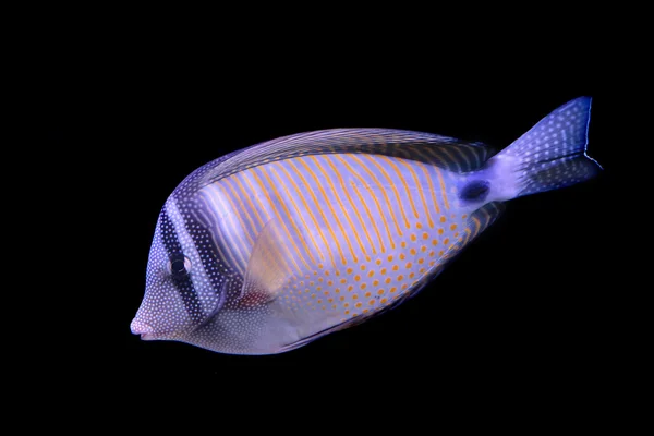 Rode Zee sailfin tang geïsoleerd op zwarte achtergrond — Stockfoto