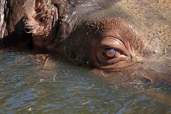 Närbild bild av en flodhäst i vatten — Stockfoto