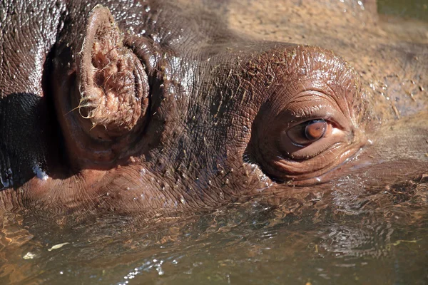 Vue rapprochée d'un hippopotame dans l'eau — Photo