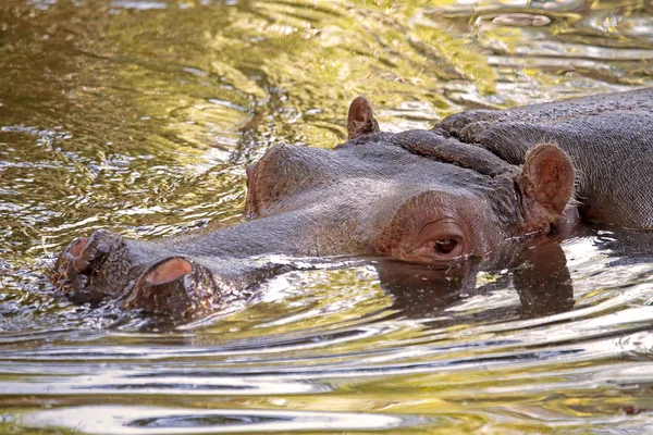 Hipopótamo en el agua, su hábitat natural — Foto de Stock