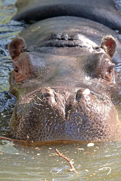 Porträt eines Nilpferdes — Stockfoto