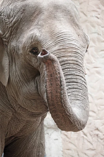 Portret van een Aziatische olifant — Stockfoto