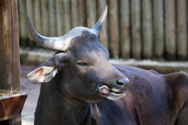 ahşap bir çit içinde bant.