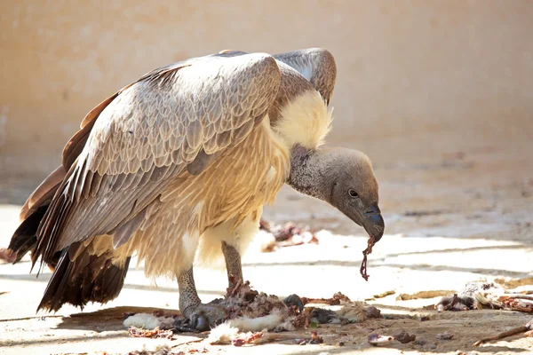 Il capo Griffon strappa pezzi di carne da una carcassa — Foto Stock