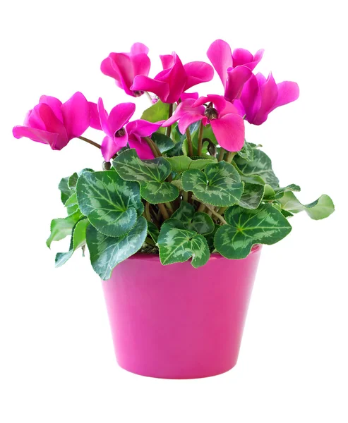 Cyclamen bloem — Stockfoto