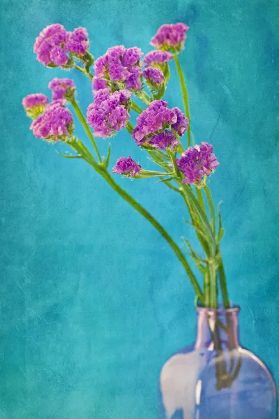 Μοβ άνθη — Φωτογραφία Αρχείου