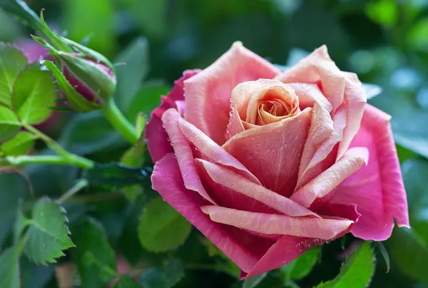 Rosa en un jardín . Fotos de stock libres de derechos