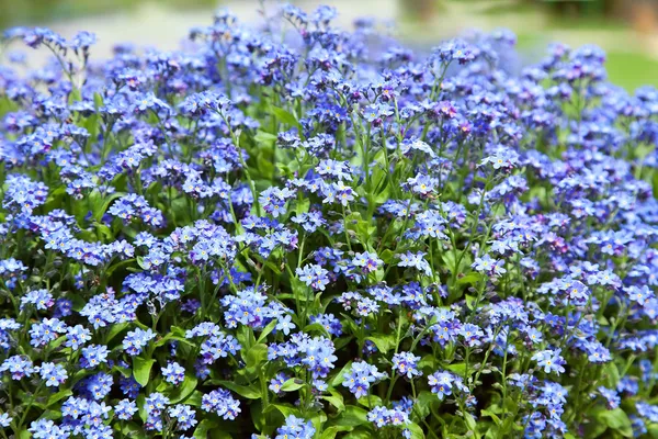 Vergissmeinnicht-Blumen — Stockfoto