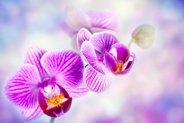 Violette Orchideenblüten — Stockfoto