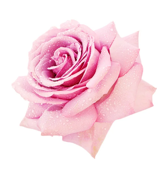 Růžová růže Royalty Free Stock Obrázky