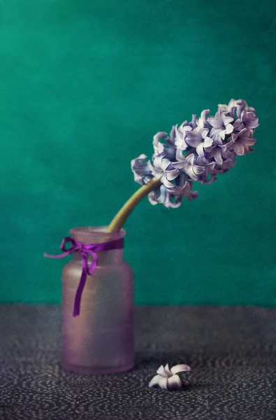 Hyacinthe fleur  . — Photo