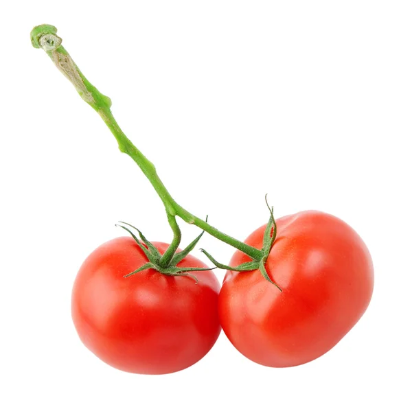 Tomaten — Stockfoto