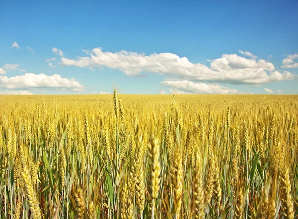 Paesaggio estivo — Foto Stock