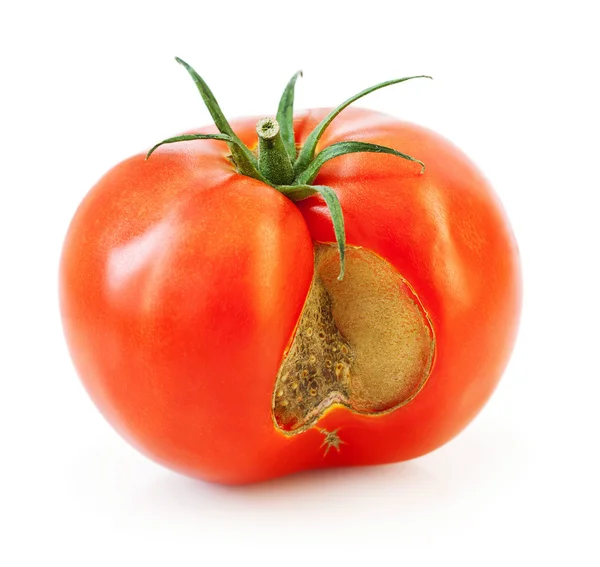 Tomate — Foto de Stock