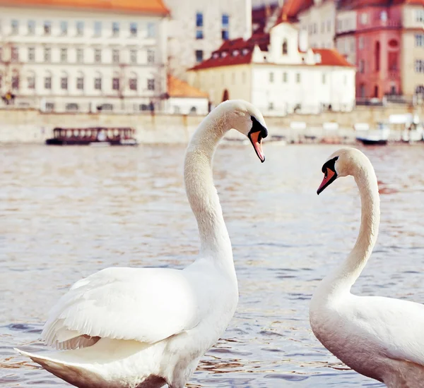 Schwäne — Stockfoto