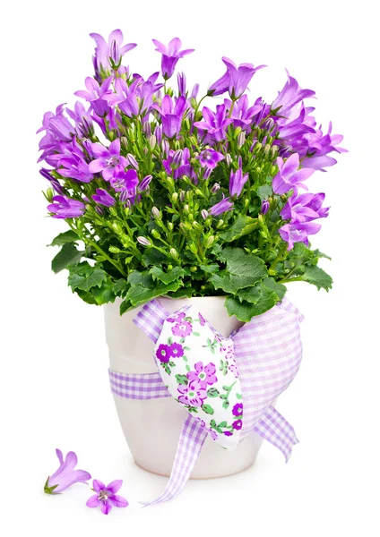 Glockenblumen — Stockfoto