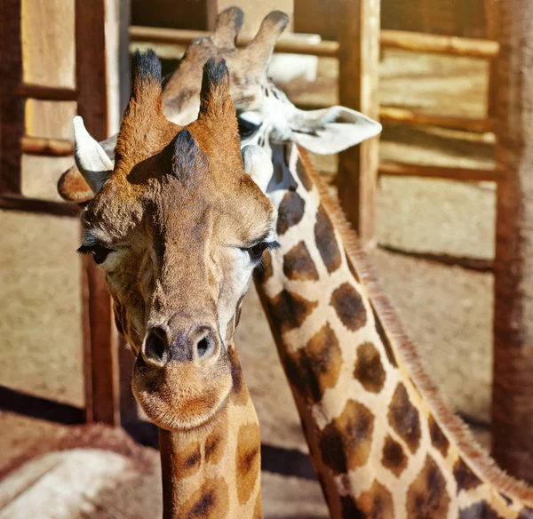 Giraffes — Stock Photo, Image