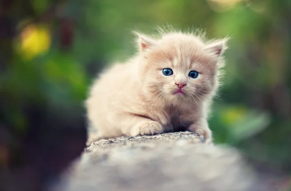 Hemlösa kitty — Stockfoto