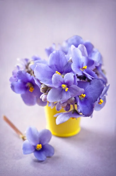 Flores violetas —  Fotos de Stock