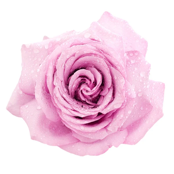 pembe Gül