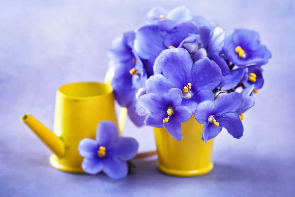 Violette bloemen — Stockfoto