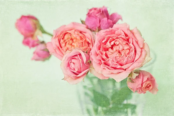 Roses — Stock Photo, Image