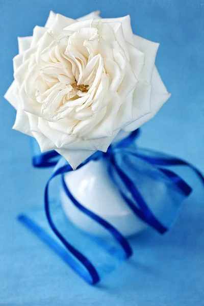 White rose — Stock Photo, Image