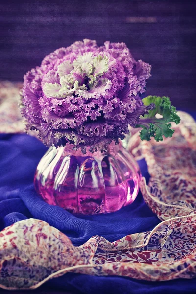 Flor de col decorativa — Foto de Stock
