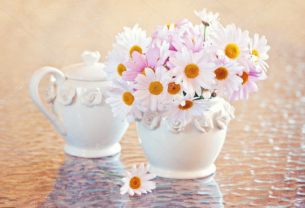 Daisies flowers