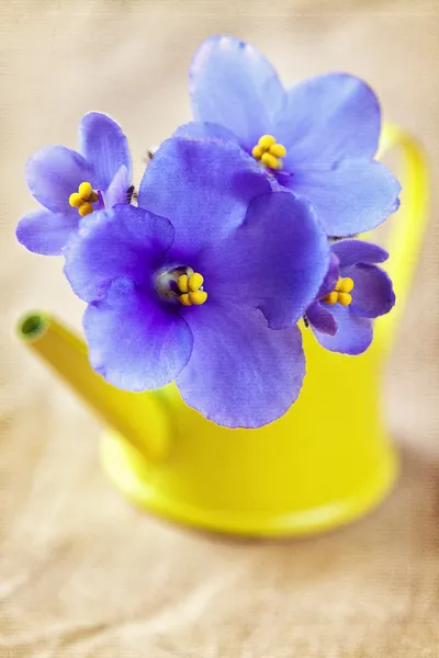 Violet flowers