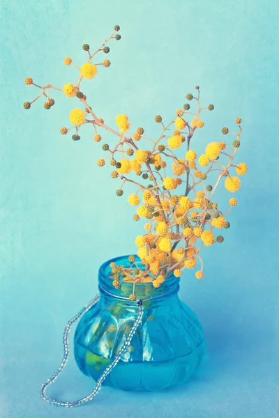 Mimosa jaune — Photo