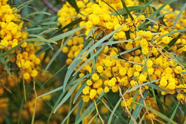 Mimoza ağaç çiçek