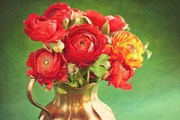 Röd ranunculus blommor — Stockfoto