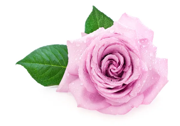 Pink rose — Stock Photo, Image